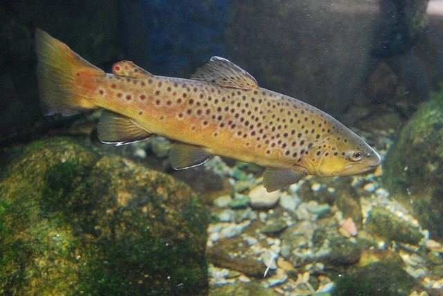 Brown trout